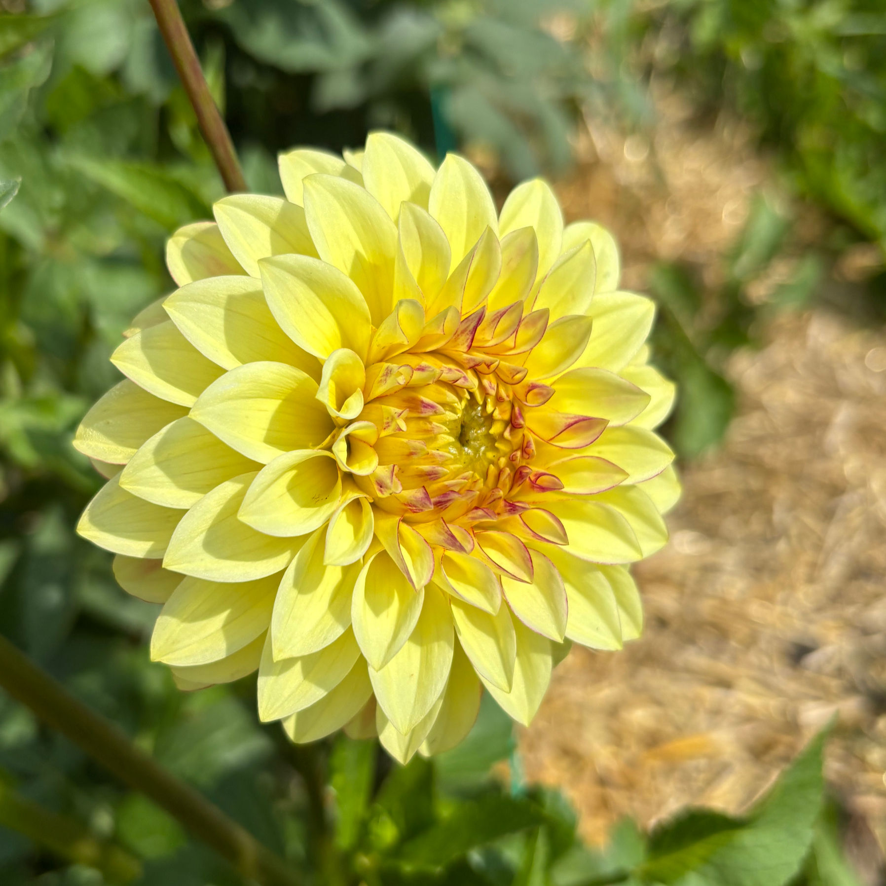 Verrone's Taylor Swift