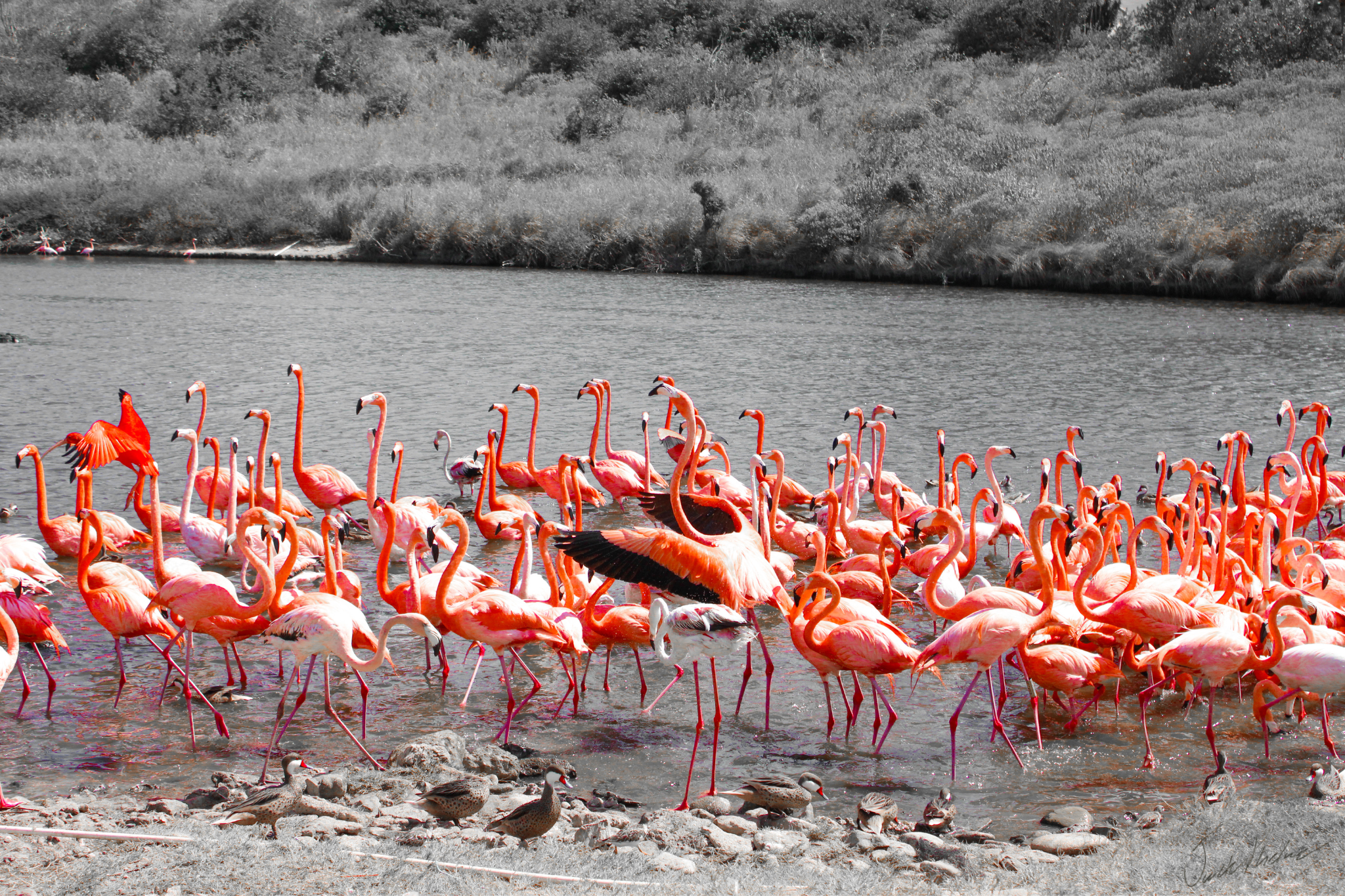 Flamingos in Formation