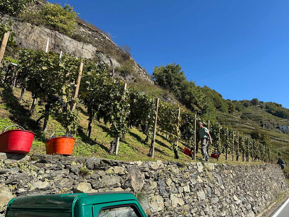 harvest on the terraced vineyard Valtellina wine country Nebbiolo Sondrio Italy