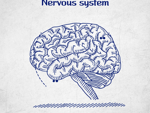 Nervous System_프로엠알 기초학술
