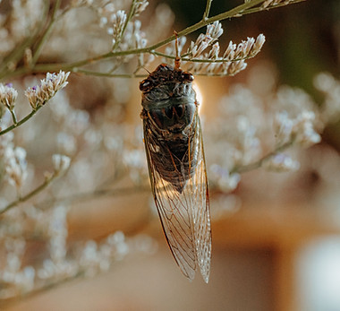 pexels-nguy-n-ti-n-th-nh-2150376175-32395599.jpg