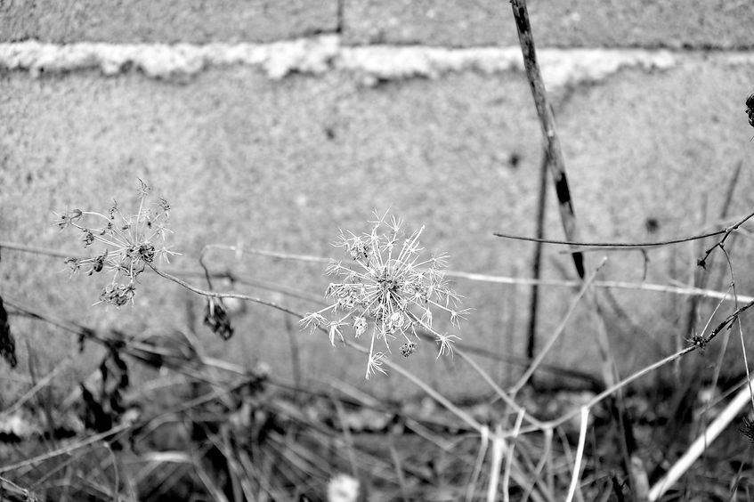 schwarzweiß Fotografie Pflanze