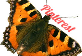 orange and black butterfly with pinterest text