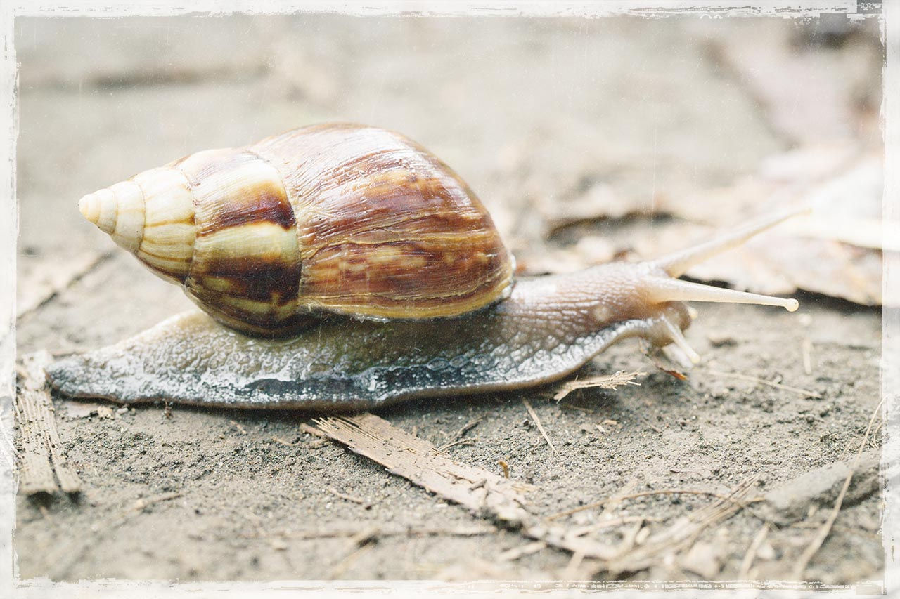 Snail