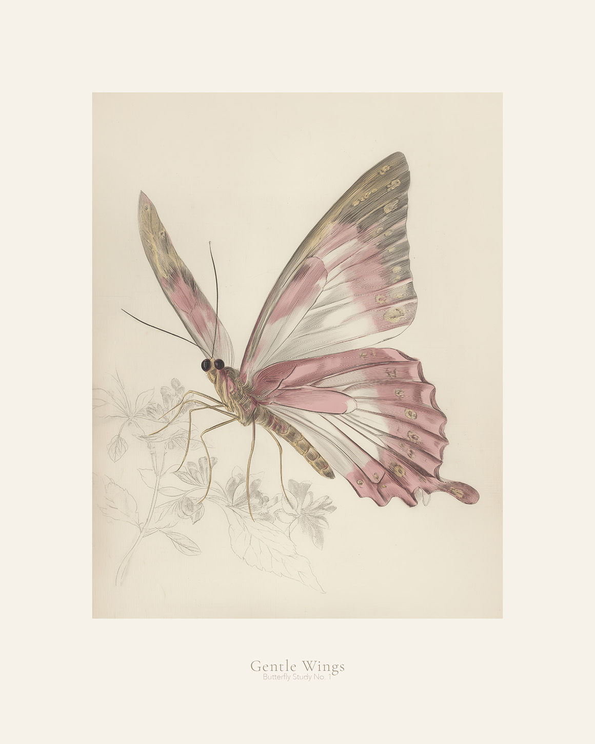 Gentle Wings, Butterfly Study No. 1