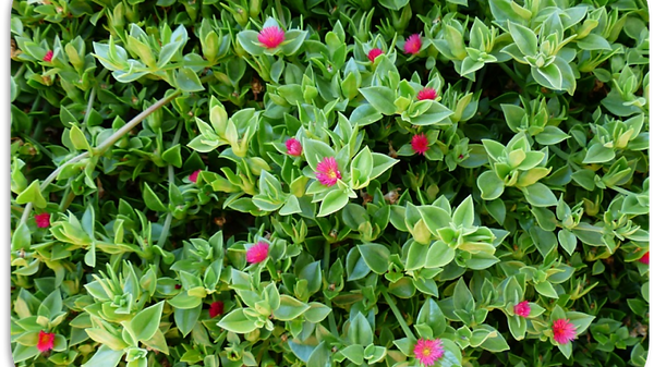 4%20%D7%A7%D7%95%D7%A8%D7%A1%D7%99%D7%9D%20%D7%95%D7%A1%D7%93%D7%A0%D7%90%D7%95%D7%AA_edit