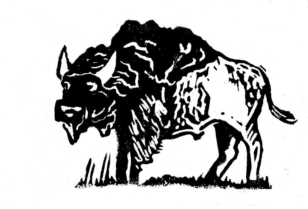 bison