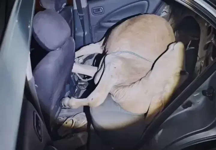 Insólito en Coclé: detienen a dos hombres por transportar un novillo dentro de un auto