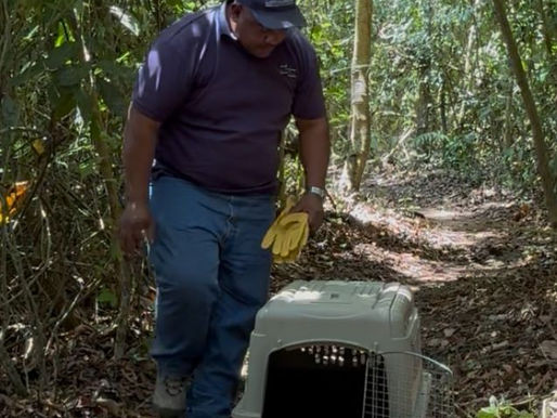 Liberan en Chiriquí a mono tití rescatado del tráfico ilegal tras proceso de rehabilitación