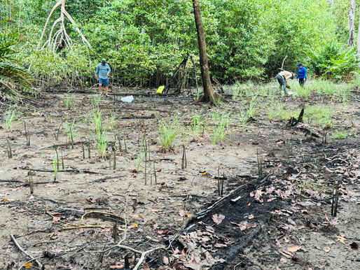 Restauran 3.5 hectáreas de manglares en Chiriquí: avance clave en la protección ambiental
