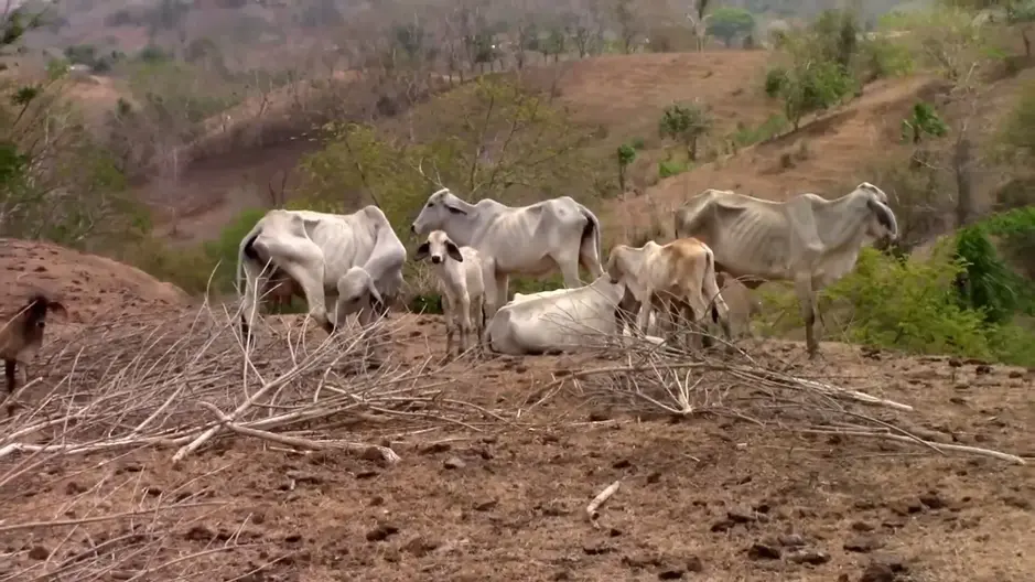 Panamá activa alerta preventiva por posible impacto del fenómeno de El Niño y riesgo de sequía