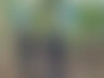 Productores de plátano en Changuinola alertan escalada de robos y piden intervención urgente de las autoridades