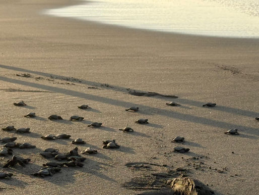 MiAMBIENTE y UDELAS refuerzan la educación ambiental con liberación de tortugas en Playa La Barqueta