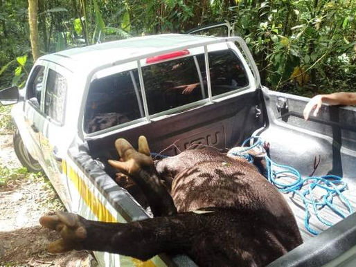 Matan a un tapir en Tierras Altas: sigue la lucha contra la caza ilegal