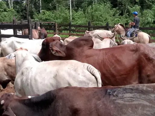 Panamá revisará normas alimentarias en respuesta a reclamos de productores