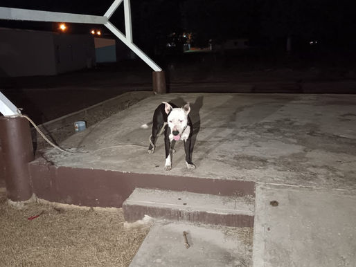 ¡AYUDA! Se busca al dueño de este pitbull
