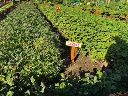 La Feria Internacional de David resalta el potencial agropecuario con exposiciones, juzgamientos y capacitación al productor