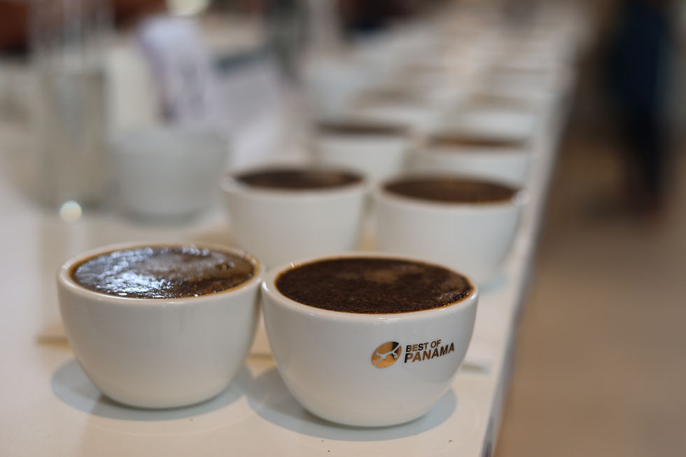 Geisha panameño vuelve a sacudir el mercado mundial: café de Chiriquí alcanza $18,004 por kilo