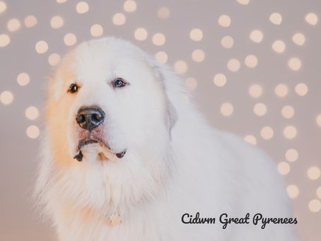 Senior Dog Care