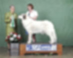 UKC CH. Cidwm's Goddess Athena having won 3rd in Group