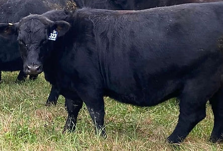 HF Everelda Entense 323