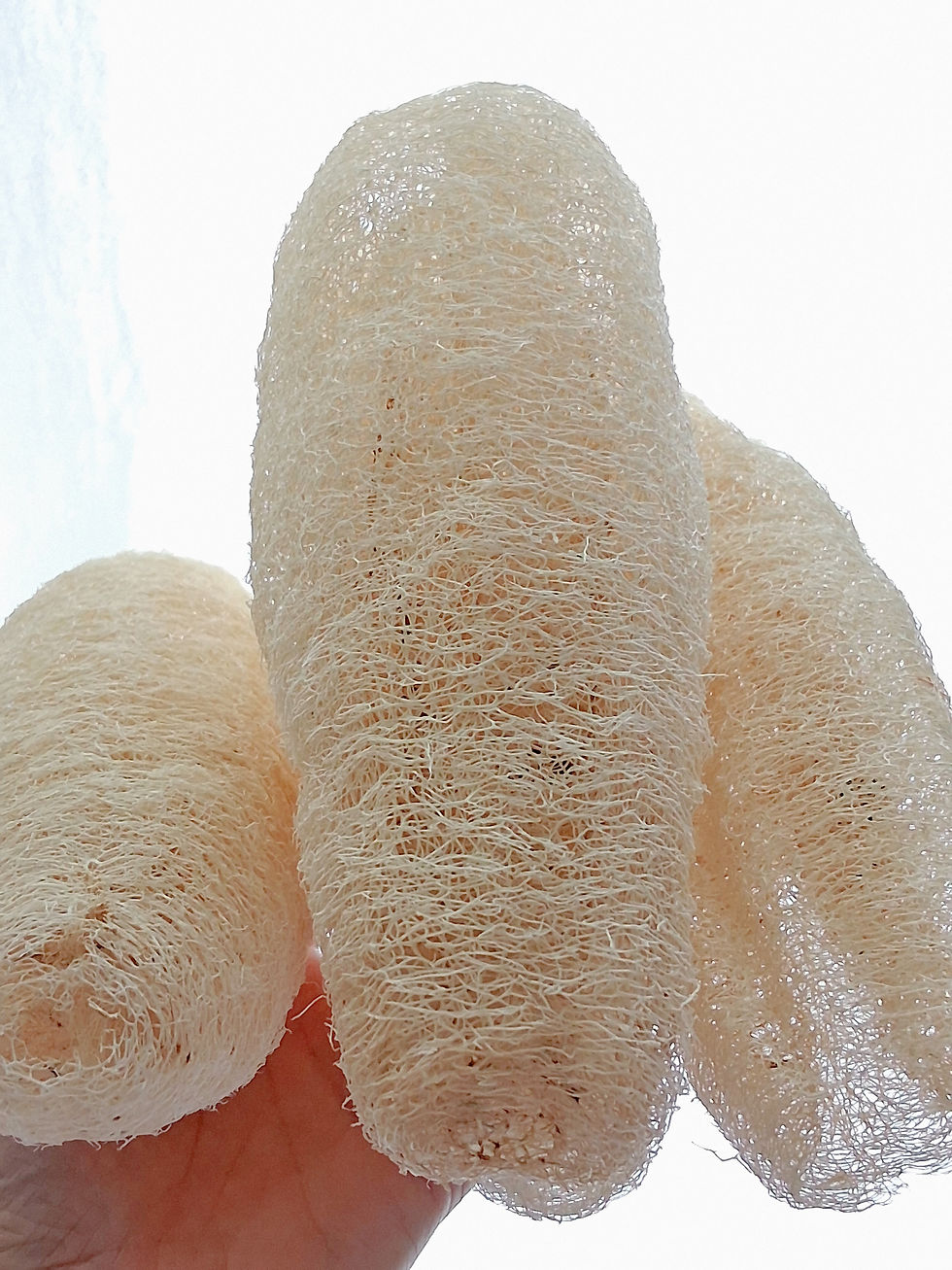 Luffa Sponge