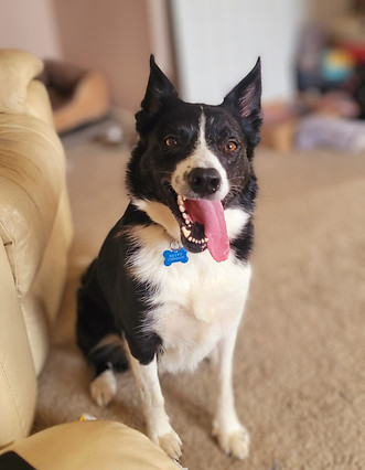 Pawsitive Pups Mascot 