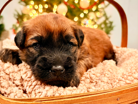 Bringing a Puppy Home During the Holidays: Is It the Right Time?