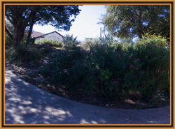 Oleanders