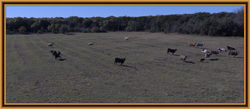 Cattle