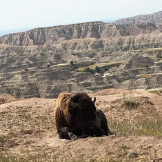 American Bison spotted resting in Badlands National Park
