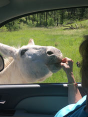 Woman feeds a burro (donkey) from her car in Custer State Park