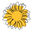 Writer: Project Sol Flower