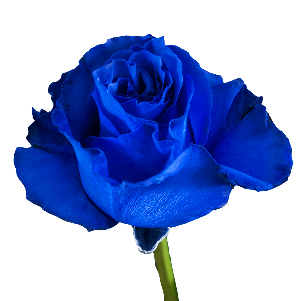Uaflo Roses uaflo roses