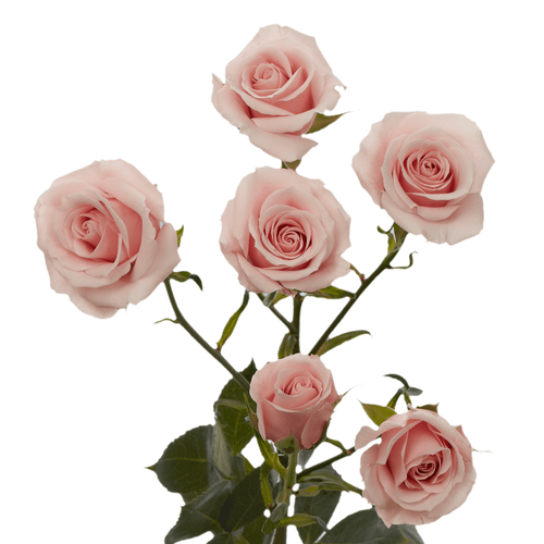 Pink Spray Roses UAFLO ROSES