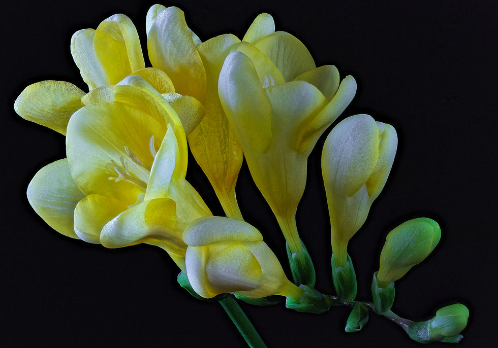 Миниатюра: Фрезия