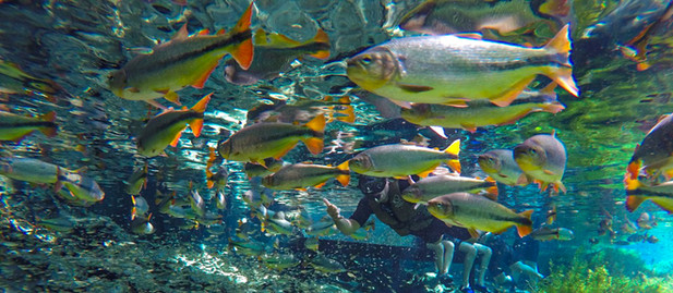 homem mostrando joinha para camera enquanto faz flutuacao entre as piraputangas em bonito ms