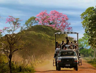safari fotografico de dia com ype de fundo no pantanal em miranda ms