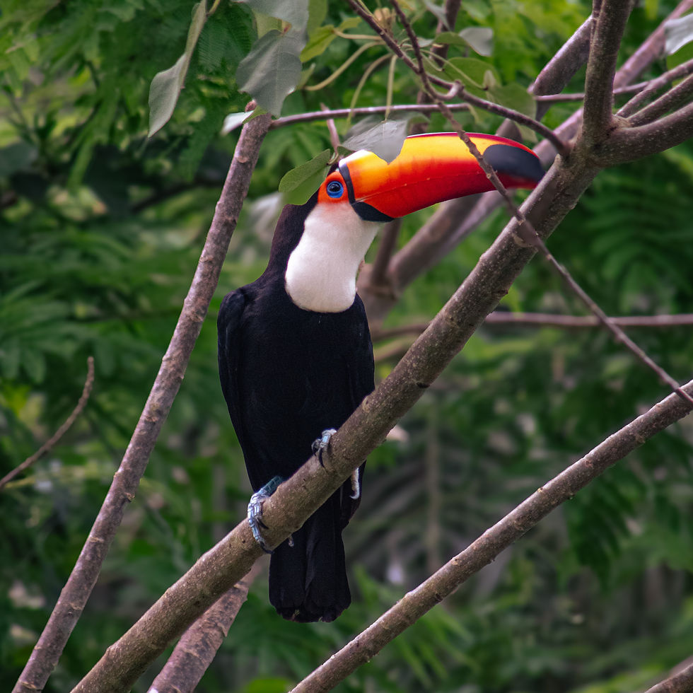 foto de tucano animal tropical em seu habitat natural em passeio de bonito ms