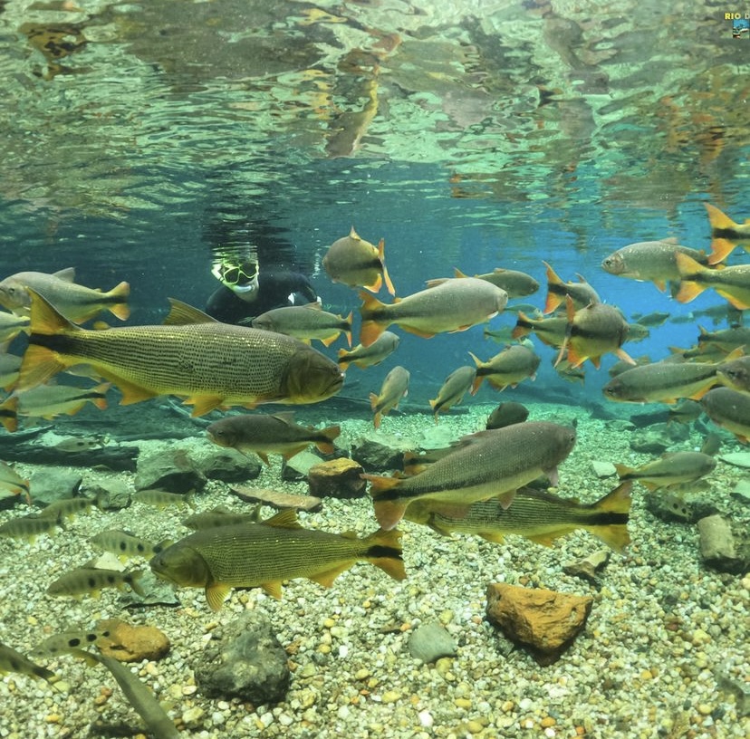 pessoa realizando flutuacao entre os peixes durante a chuva