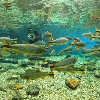 foto mostrando peixes em flutuaacao de bonito ms peixes piraputangas