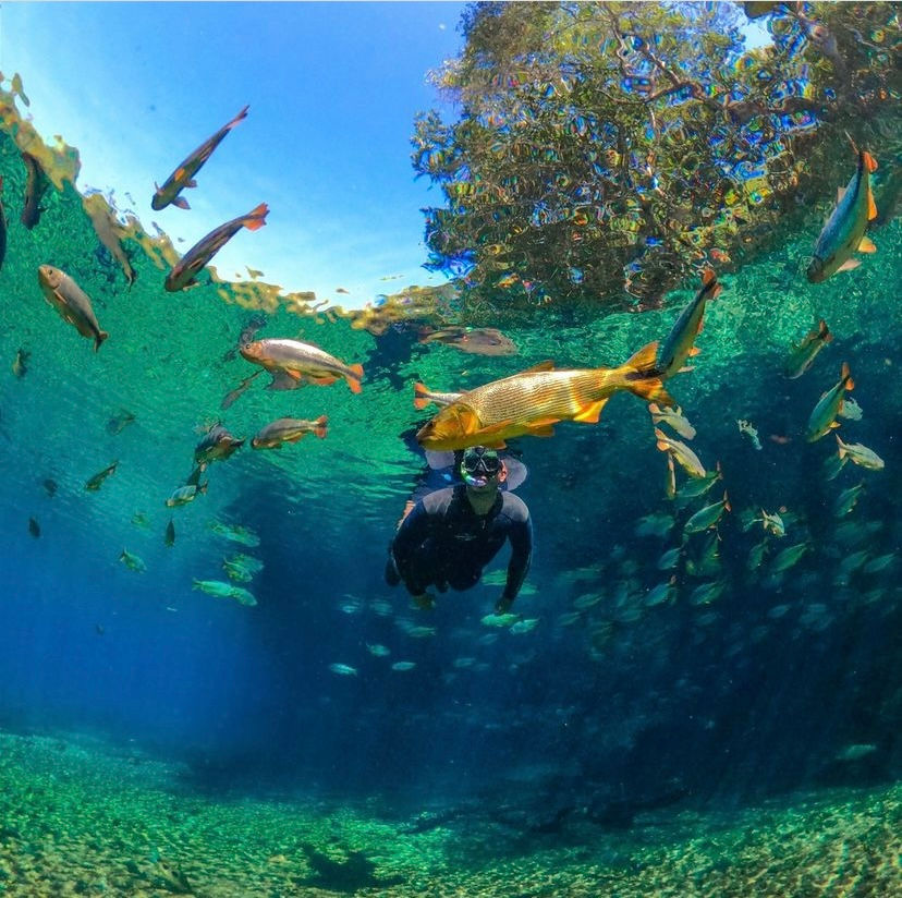 foto mostrando dourado e cardume de piraputangas enquanto homem passa por entre os peixes