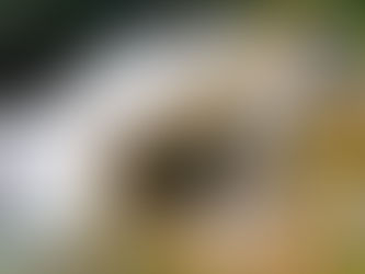 cachoeira volumosa após chuva na serra da bodoquena