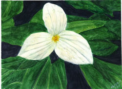 White flower.jpg