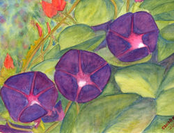 Morning Glories