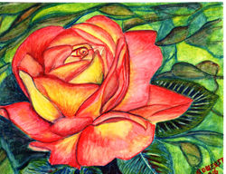 A Rose