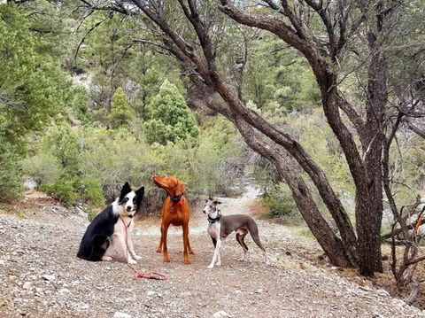 3 dogs on a hiking trail
