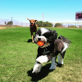 Dogs playing ball
