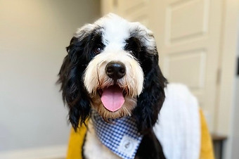 bernedoodle breeders BrewerDoodles