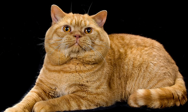 Red Classical British Shorthair
